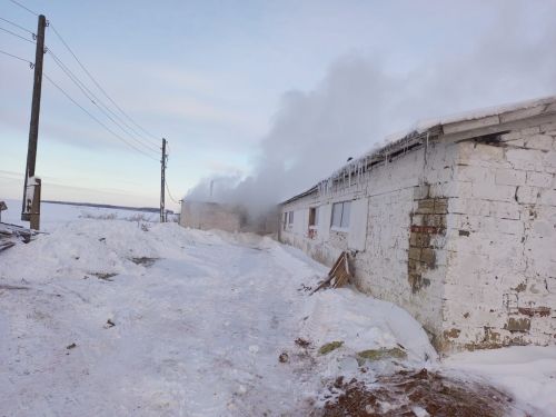 12 телят погибли при пожаре в Аккирееве