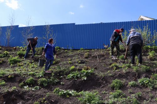 Около 500  молодых сосен и рябин посадили в Дрожжановском районе в рамках акции «Сад памяти»