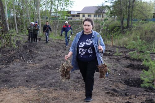 Около 500  молодых сосен и рябин посадили в Дрожжановском районе в рамках акции «Сад памяти»
