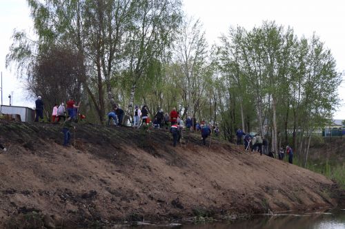 Около 500  молодых сосен и рябин посадили в Дрожжановском районе в рамках акции «Сад памяти»