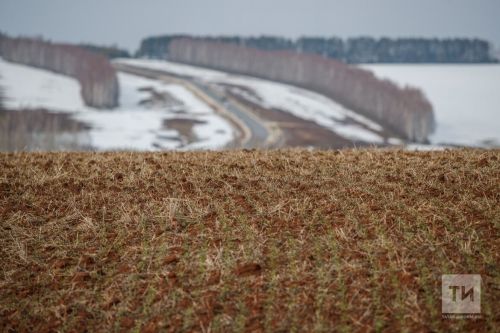 В Татарстане оценили состояние посевов озимых культур под урожай 2025 года