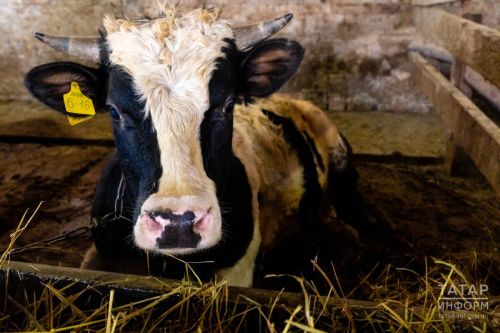 Специалисты советуют оформлять уведомления о побочных продуктах животноводства