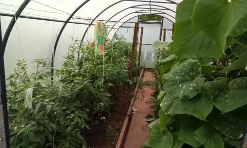 Как подготовить теплицу к новому сезону: советы эксперта