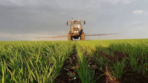 Защита озимых культур от мучнистой росы и септориоза в Татарстане