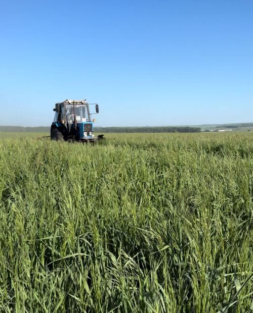 В Дрожжановском районе начали заготовку кормов