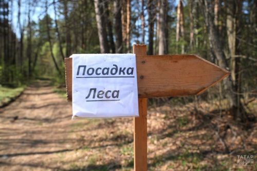 В Татарстане восстановили более 1700 га лесов в рамках нацпроекта