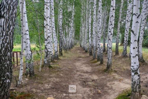 Осенняя угроза: Роспотребнадзор предупредил о второй волне клещей в Татарстане