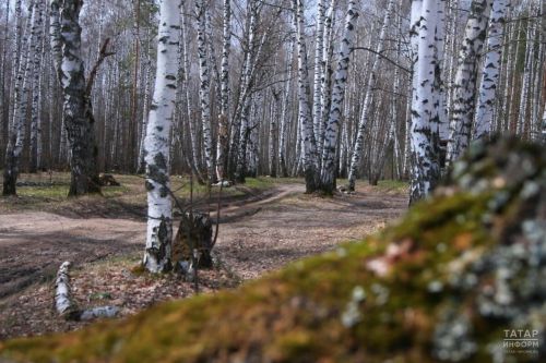 В Татарстане начали заготовку семян березы для восстановления лесов