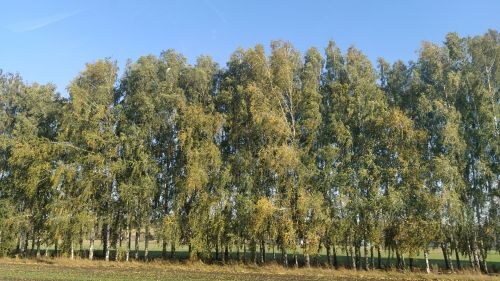 Синоптики сообщают о сильном ветре в Татарстане
