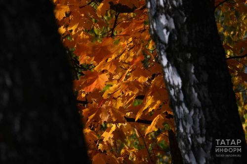 В Дрожжановском районе ожидается переменная облачность без осадков