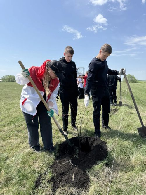 В Дрожжановском районе в рамках международной акции «Сад памяти» заложили липовую аллею