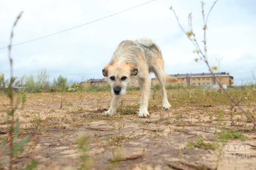 Укус собаки: почему йод и зеленка опаснее, чем кажутся