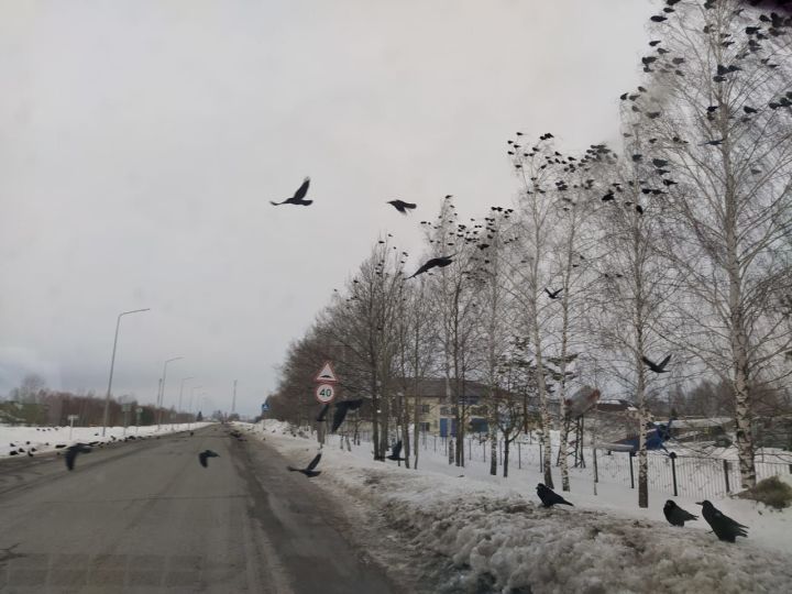 В Дрожжановском районе замечены первые прилетевшие грачи