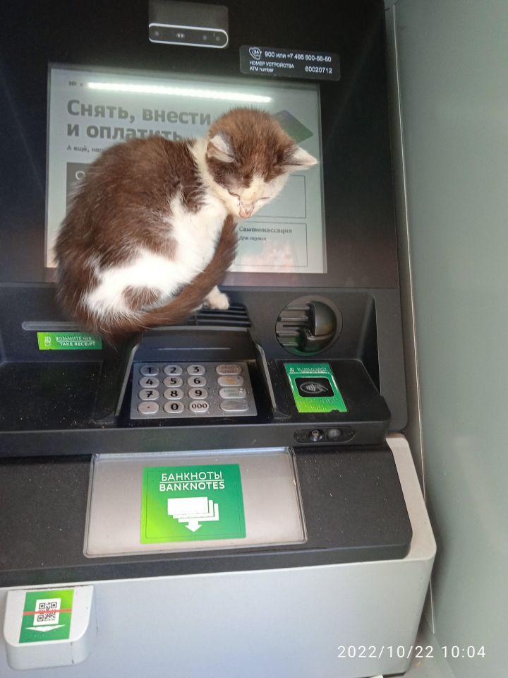 В одном из банков Дрожжановского района появился внештатный работник: кот доступа