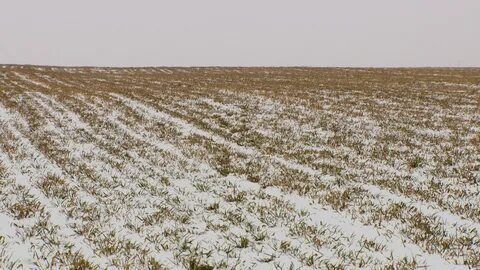 Состояние посевов озимых культур после сильных январских морозов оценили специалисты «Россельхозцентра» РТ
