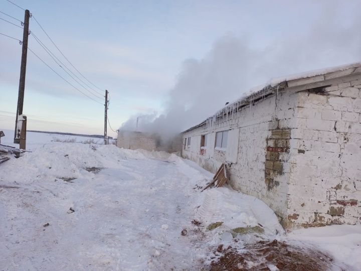 12 телят погибли при пожаре в Аккирееве