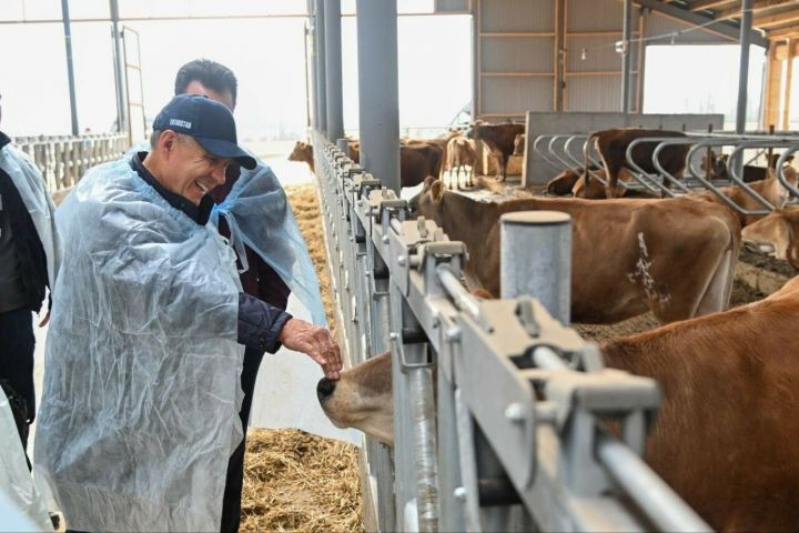 А сколько корова дает молока: молочную ферму в Елабужском районе посетил Раис Татарстана