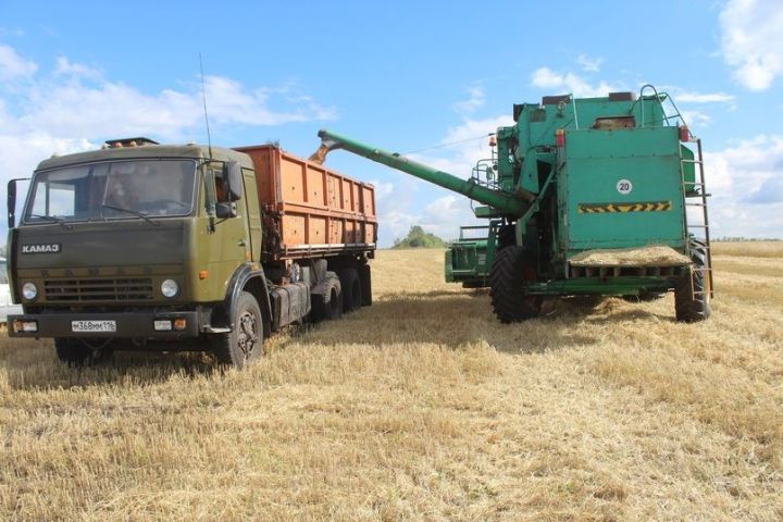 Более 3,6 млн тонн зерна собрали аграрии Татарстана