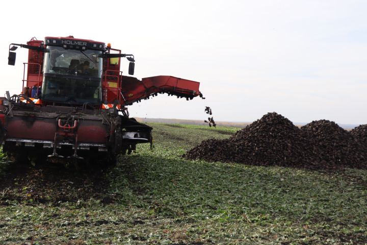 Сахăр чӗкӗнтӗрне кăларас ӗç малалла пырать