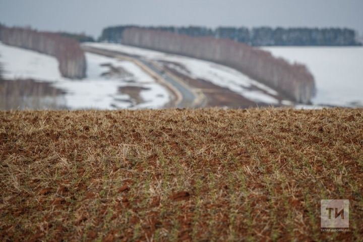 В Татарстане оценили состояние посевов озимых культур под урожай 2025 года