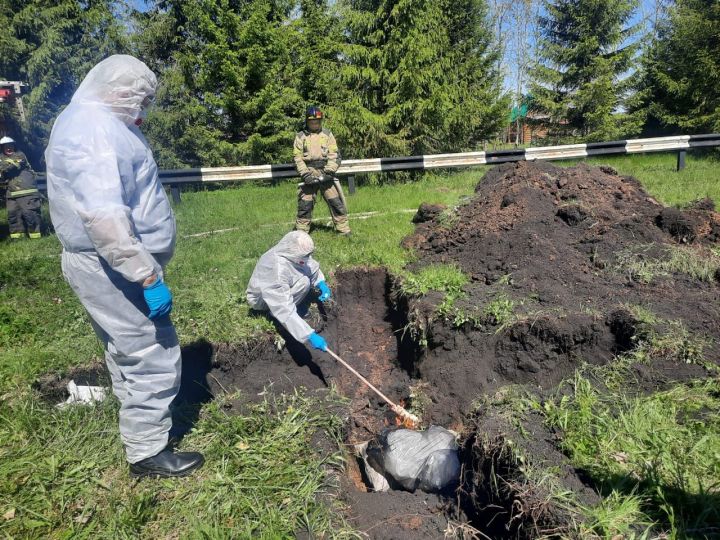 В Дрожжановском районе РТ провели учения по ликвидации очага африканской чумы свиней