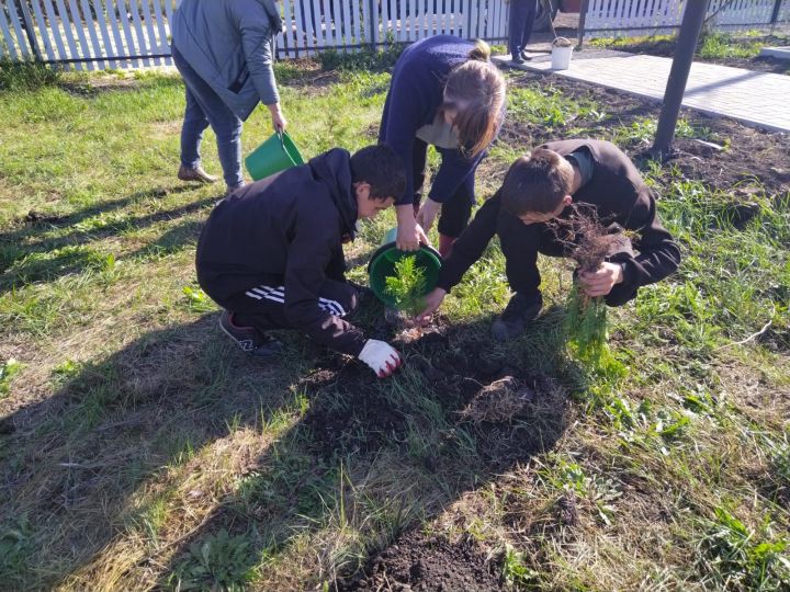 В Дрожжановском районе продолжается посадка деревьев