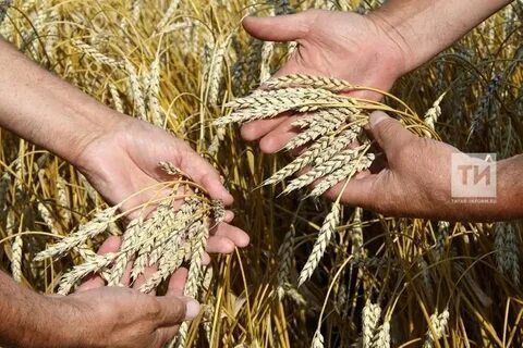 Как бороться с болезнями яровых зерновых культур и сохранить урожай