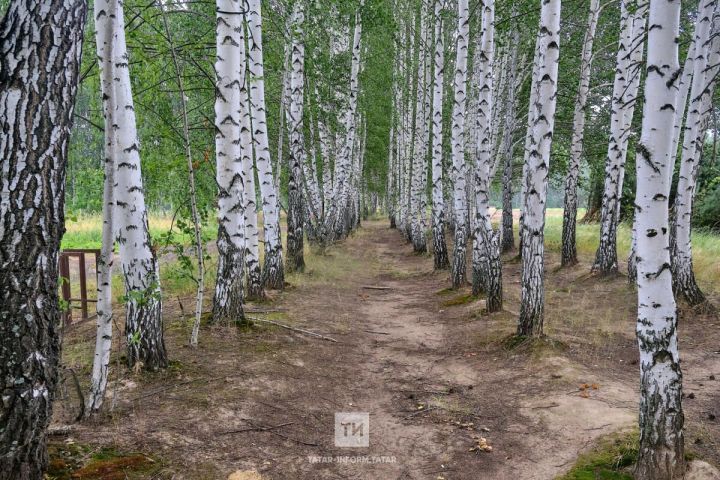 Осенняя угроза: Роспотребнадзор предупредил о второй волне клещей в Татарстане