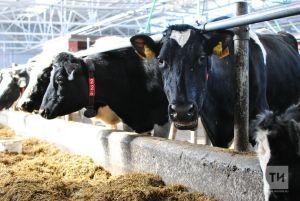 Выльӑх-чӗрлӗхшӗн хуҫи яваплӑ