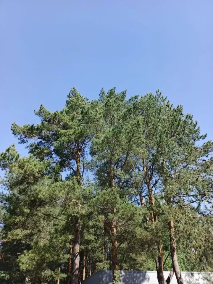 Погода в Дрожжановском районе на 2 июня