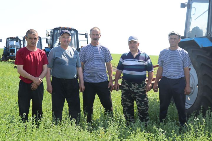 Чүпрәледә терлек азыгы әзерләүгә керештеләр
